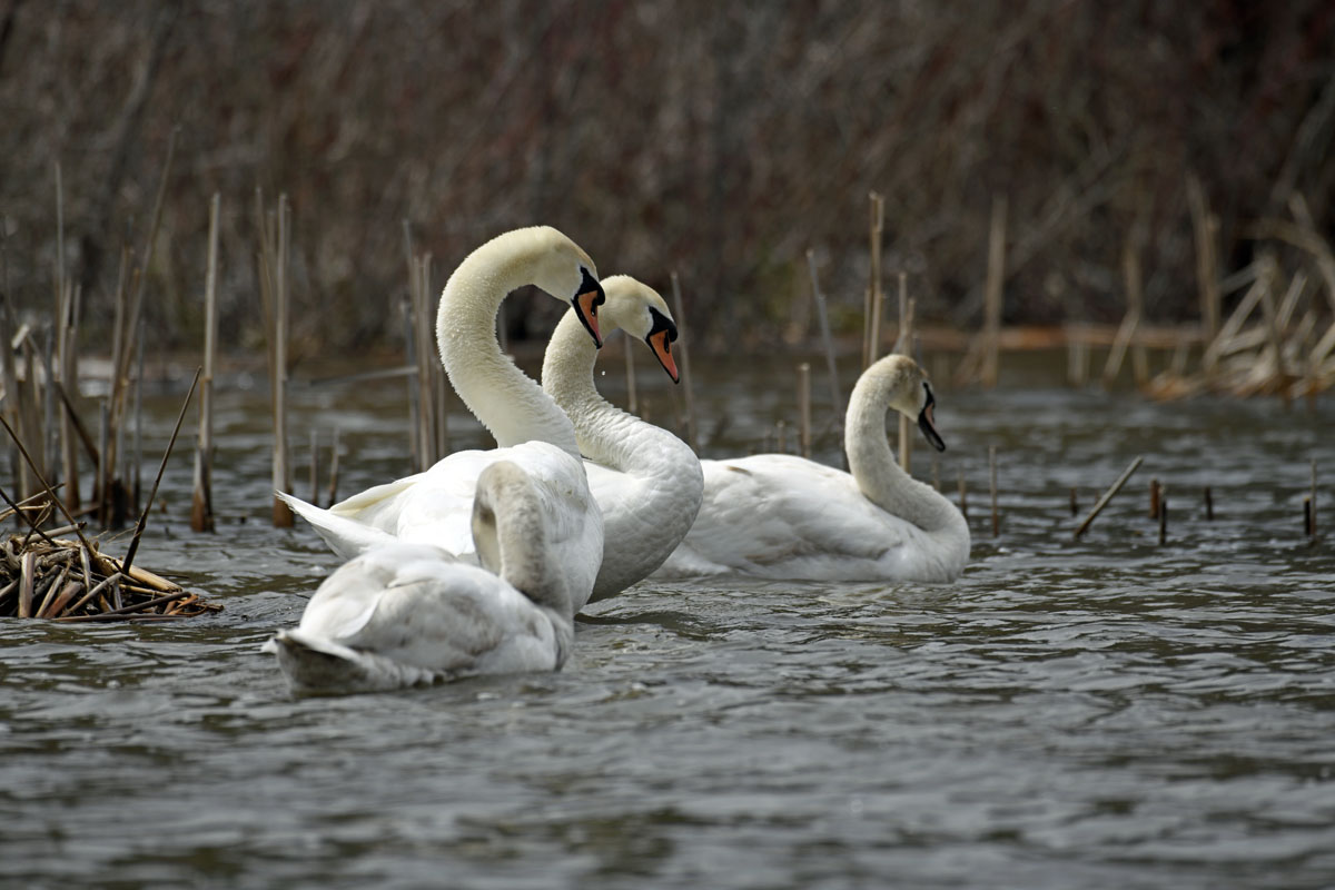 swans at second marsh