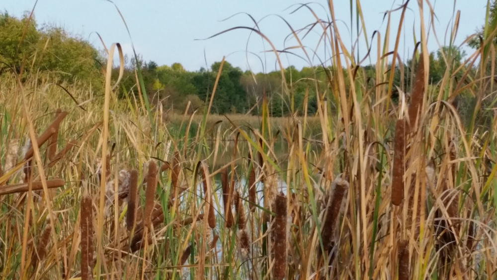 picture of cattails